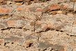 Old Wood Tree Texture
