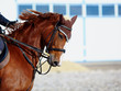 Portrait of a sports horse.