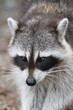 Foto: Raccoon (Procyon lotor) Raccoon (Procyon lotor)