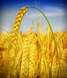 Photo: Wheat field against a blue sky Wheat field against a blue sky