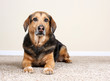 Foto: german shepard mix german shepard mix