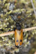 Apalus bimaculatus, this beetle needs mining bees to survive