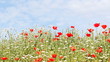 wild flowers meadow