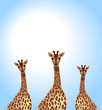Giraffes