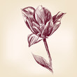 hand drawn tulip