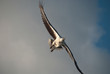 Eagle in the Whitsundays