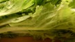 상추 Lechuga Lattuga Lettuge