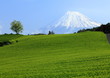 富士山と茶畑