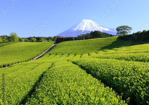 Photo: 富士と茶畑 富士と茶畑