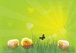 three chickens in green grass