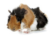 Crazy looking guinea pig pet rodent