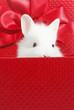 White rabbit in box