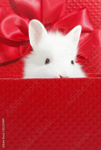 Photo: White rabbit in box White rabbit in box