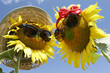 FLEURS DE TOURNESOL AVEC LUNETTES DE SOLEIL
