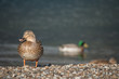 mallards on lake
