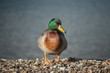 sunbathing male mallard