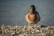 detail of male mallard