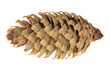 Photo: single isolated fir cone single isolated fir cone