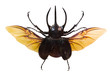 Photo: flying rhinoceros beetle isolated on white flying rhinoceros beetle isolated on white