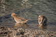 grooming ducks