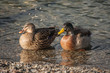 male and female mallard