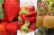 Photo : Salade de fruits Frais - Fraises Kiwi Jus d'Orange Salade de fruits Frais - Fraises Kiwi Jus d'Orange