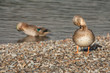 grooming mallards