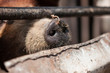 close up dirty nose of a pig
