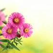 Flowers On Blurred Green Backg...