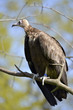 Photo: Brown vulture (Neophron monachus) perched on branch Brown vulture (Neophron monachus) perched on branch