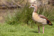 Photo: Closeup of Egyptian Goose (Alopochen aegyptiacus) Closeup of Egyptian Goose (Alopochen aegyptiacus)