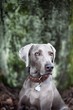Weimaraner