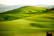 Countryside, San Quirico d`Orcia , Tuscany, Italy