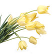Bouquet of yellow tulips isolated on white background