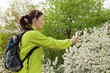 Woman hiker taking photo  of a blossoming tree by smartphone
