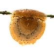 honeycomb with honey and bee on bamboo branch, isolated on white