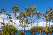 Photo : pandanus utilis, vacoa, île de la Réunion pandanus utilis, vacoa, île de la Réunion