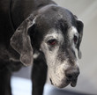 black Great Dane