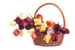 Multi-colored tulips in a wicker basket isolated on white