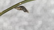 Mormon Butterfly emerging from pupa