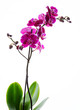 Colorful pink orchid