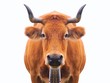 Vaca sobre fondo blanco.
