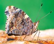 Mariposa libando.