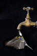 Foto: Pájaro bebiendo gota de agua. Pájaro bebiendo gota de agua.