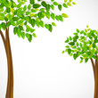 vector illustration of tall green tree