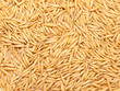 natural oat grains background, closeup