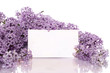 beautiful lilac with a blank