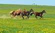 Foto: Horse Horse
