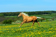 Foto: Horse Horse