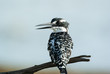 pied kingfisher